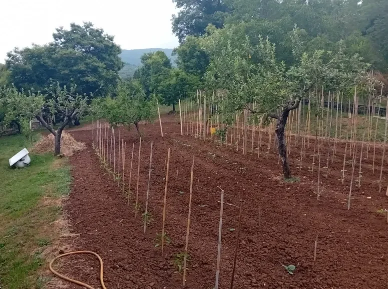 Terreno agricolo a Norma (LT)