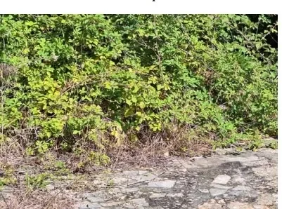 Terreno agricolo a Cori (LT)