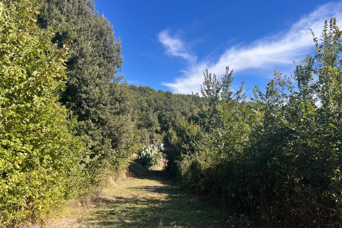 Terreno agricolo a Francolise (CE)