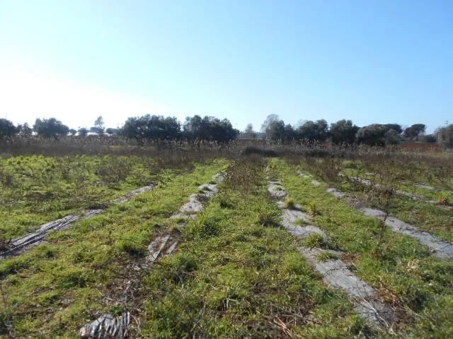 Terreno agricolo a Latina (LT)