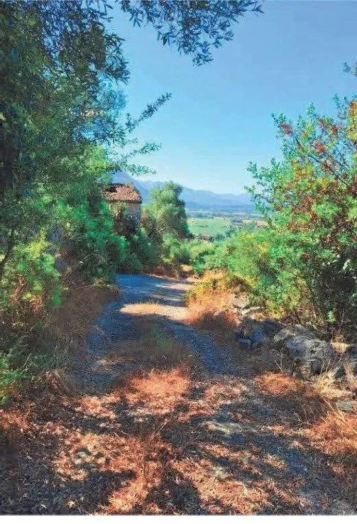 Terreno agricolo a Maenza (LT)
